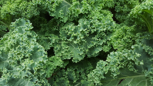 Unlocking the Goodness of Kale: A Superfood for Everyday Eating