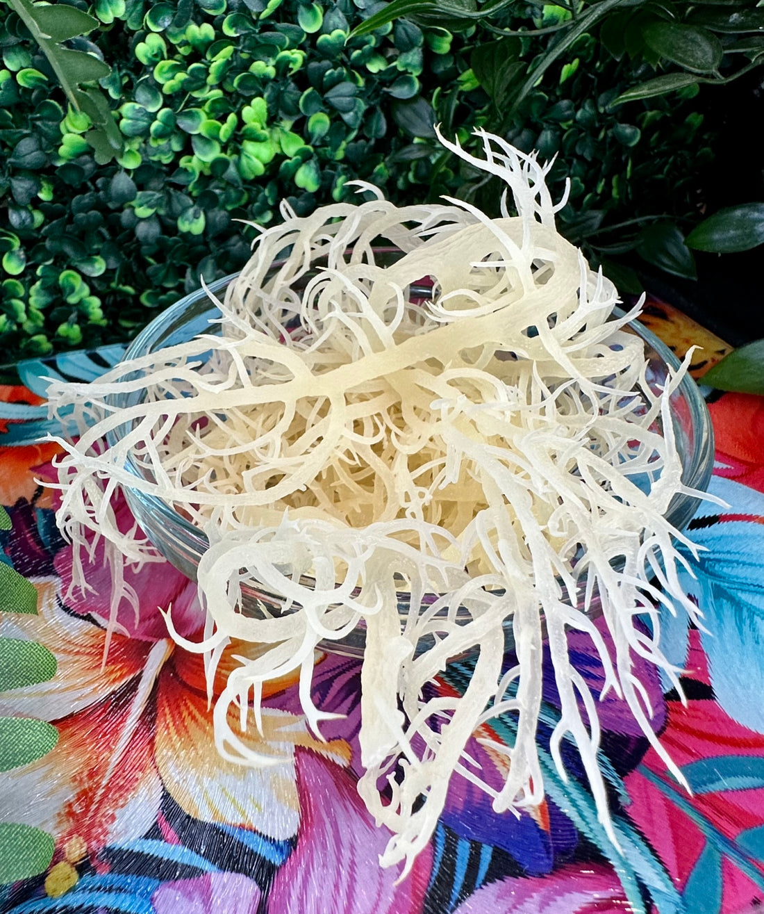 Sea-licious Sea Moss