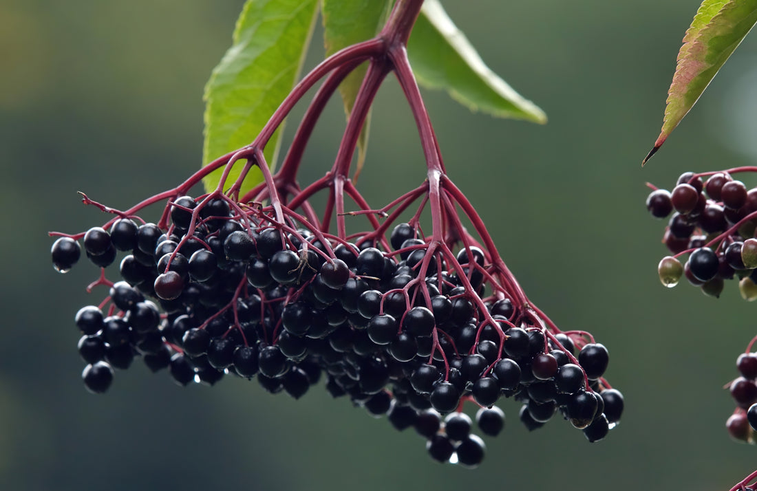 Immune-Stimulating Elderberry Tea