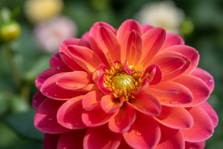 Blooming Flower in a garden up close